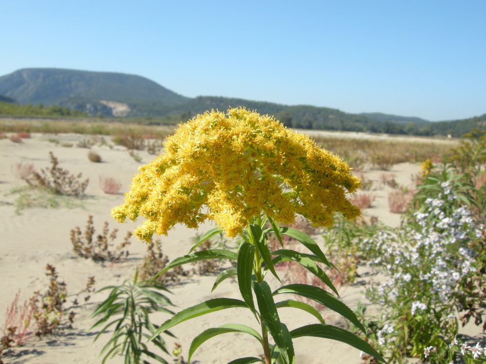 Solidago gigantea Aiton, 1789